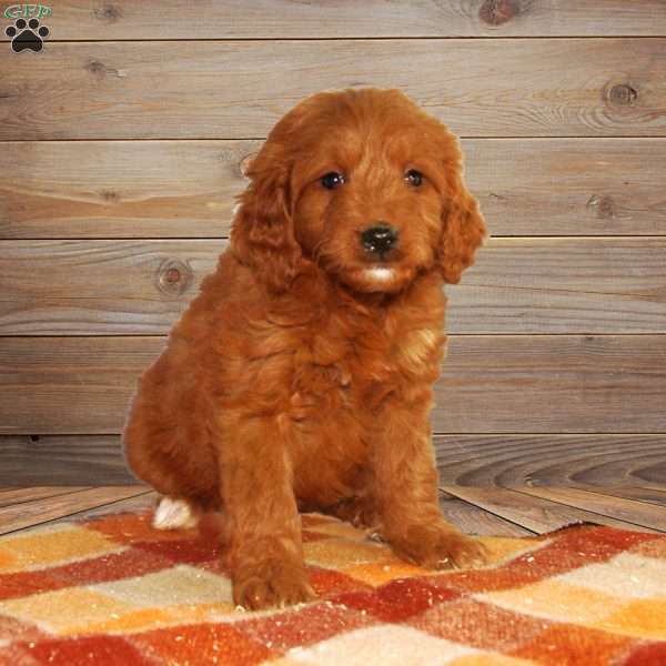 Tasha, Mini Goldendoodle Puppy
